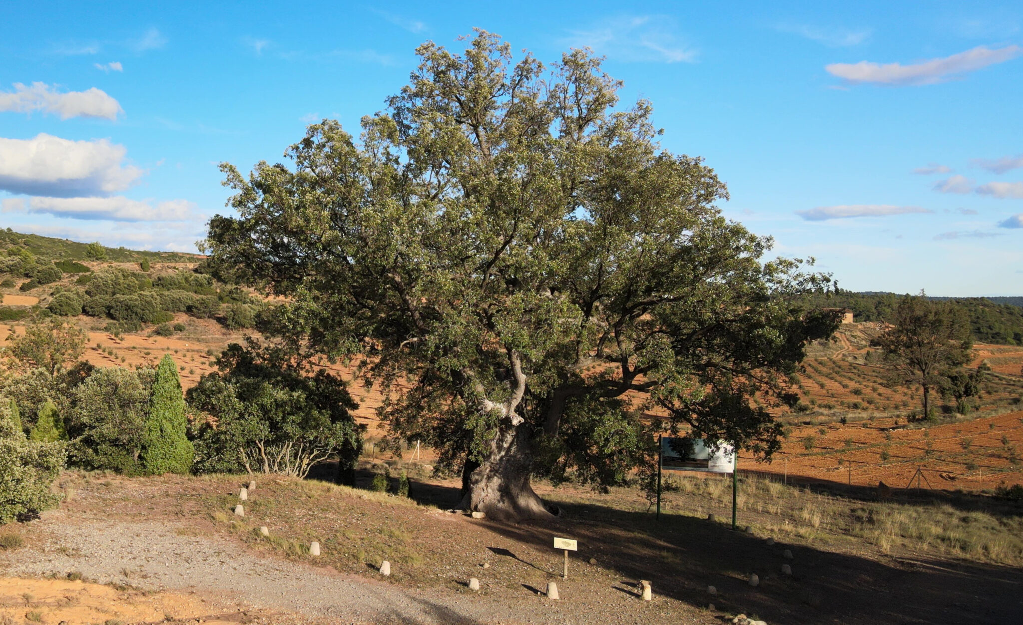 Árbol monumental El Rebollo